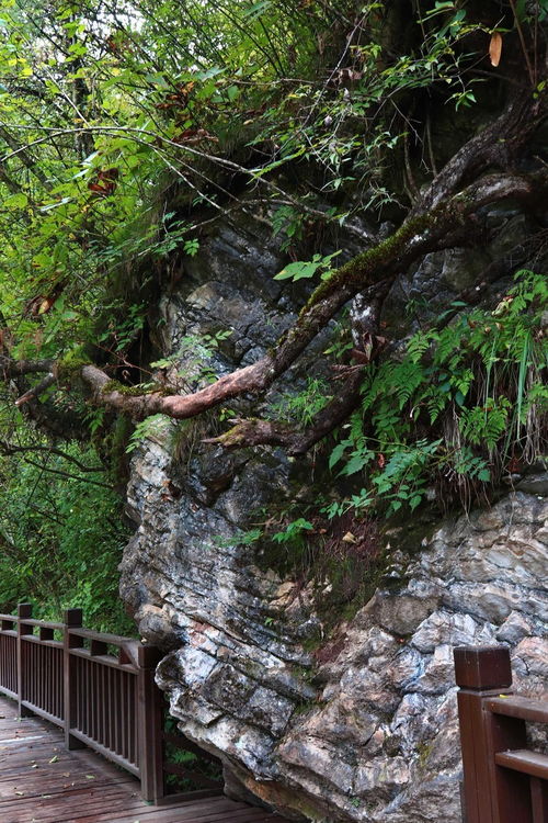 夢(mèng)回甘南仙境，探秘官鵝溝——開(kāi)啟一場(chǎng)說(shuō)走就走的自然與文化之旅